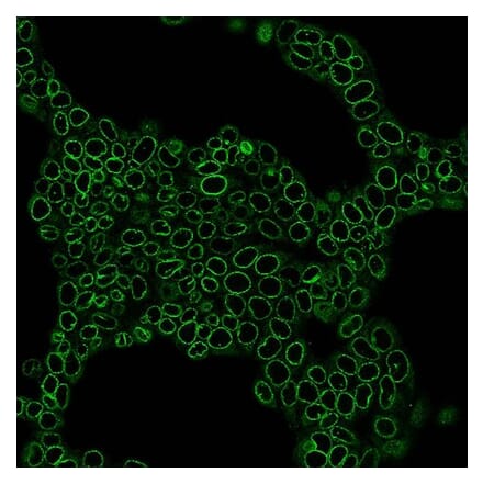 CF®594 - Anti-Mouse IgG1 Fc Nanobody [N2504.M1FC] (CF®594) (A343812) -Antibodies.com
