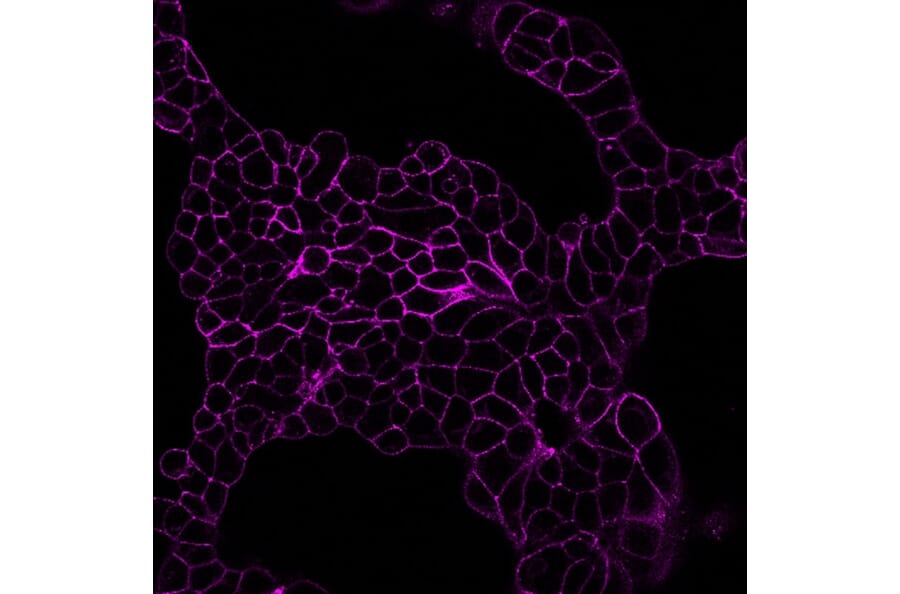 CF®594 - Alpaca VHH Anti-Mouse IgG1 Fc Nanobody [N2504.M1FC] (CF®594) (A343812) -Antibodies.com
