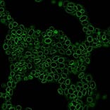 CF®660R - Alpaca VHH Anti-Mouse IgG1 Fc Nanobody [N2504.M1FC] (CF®660R) (A343815) -Antibodies.com