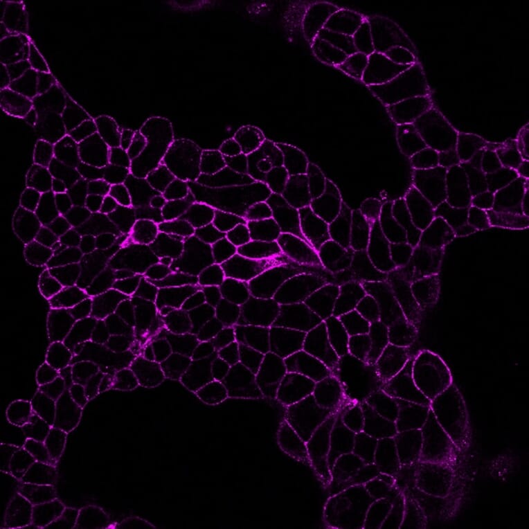CF®680 - Alpaca VHH Anti-Mouse IgG1 Fc Nanobody [N2504.M1FC] (CF®680) (A343816) -Antibodies.com