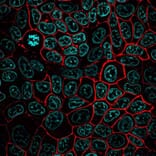 CF®568 - Chicken Anti-Goat IgG H&L Antibody (CF®568) (A343826) -Antibodies.com