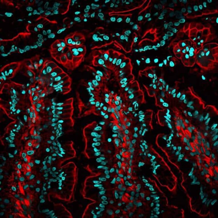 CF®568 - Chicken Anti-Mouse IgG H&L Antibody (CF®568) (A343827) -Antibodies.com