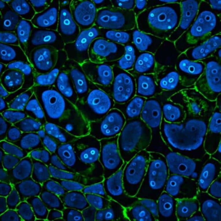 CF®405M - Goat Anti-Mouse IgG H&L Antibody (CF®405M), Cross-Adsorbed (A343829) -Antibodies.com