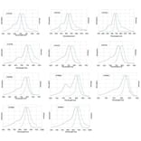 CF®790 - Goat Anti-Rabbit IgG H&L Antibody (CF®790), Cross-Adsorbed (A343832) -Antibodies.com
