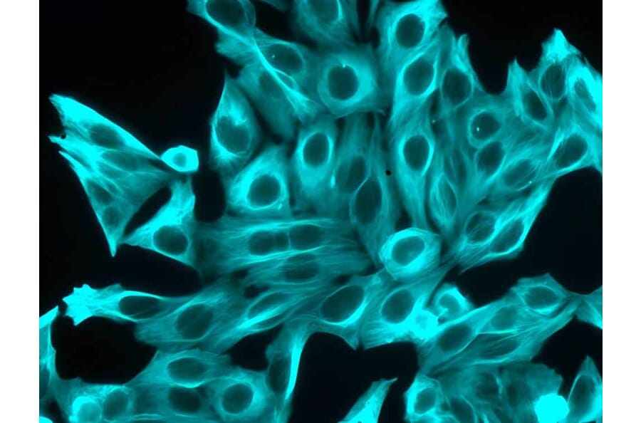 CF®350 - Donkey Anti-Rat IgG H&L Antibody (CF®350), Cross-Adsorbed (A343846) -Antibodies.com