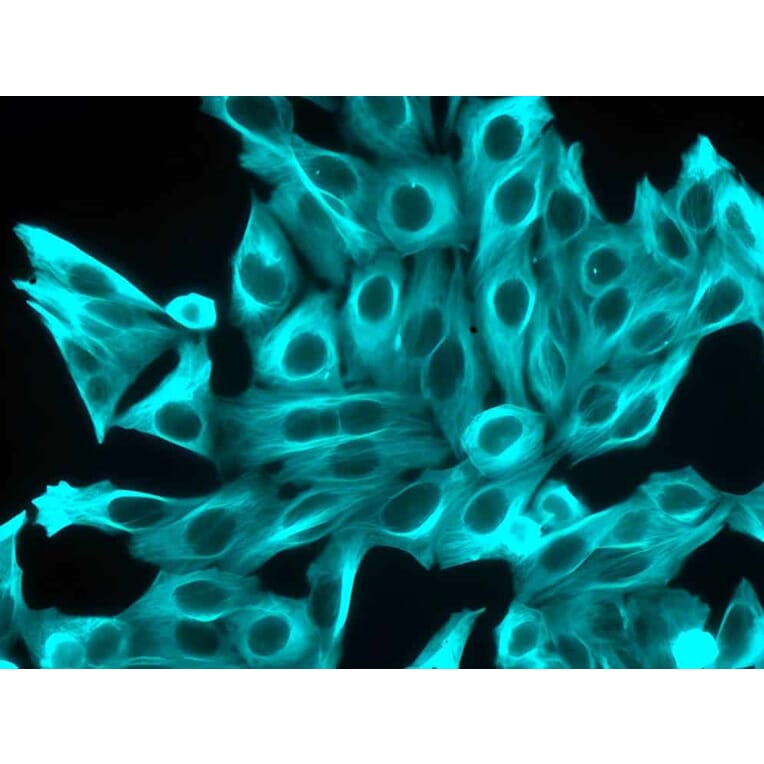 CF®350 - Donkey Anti-Rat IgG H&L Antibody (CF®350), Cross-Adsorbed (A343846) -Antibodies.com