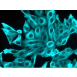 CF®350 - Donkey Anti-Rat IgG H&L Antibody (CF®350), Cross-Adsorbed (A343846) -Antibodies.com