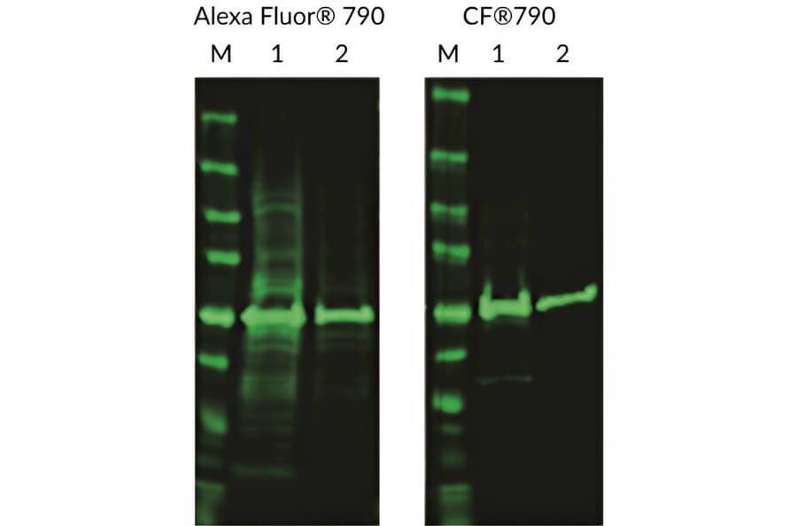 CF®790 - Donkey Anti-Mouse IgG H&L Antibody (CF®790), Cross-Adsorbed (A343848) -Antibodies.com