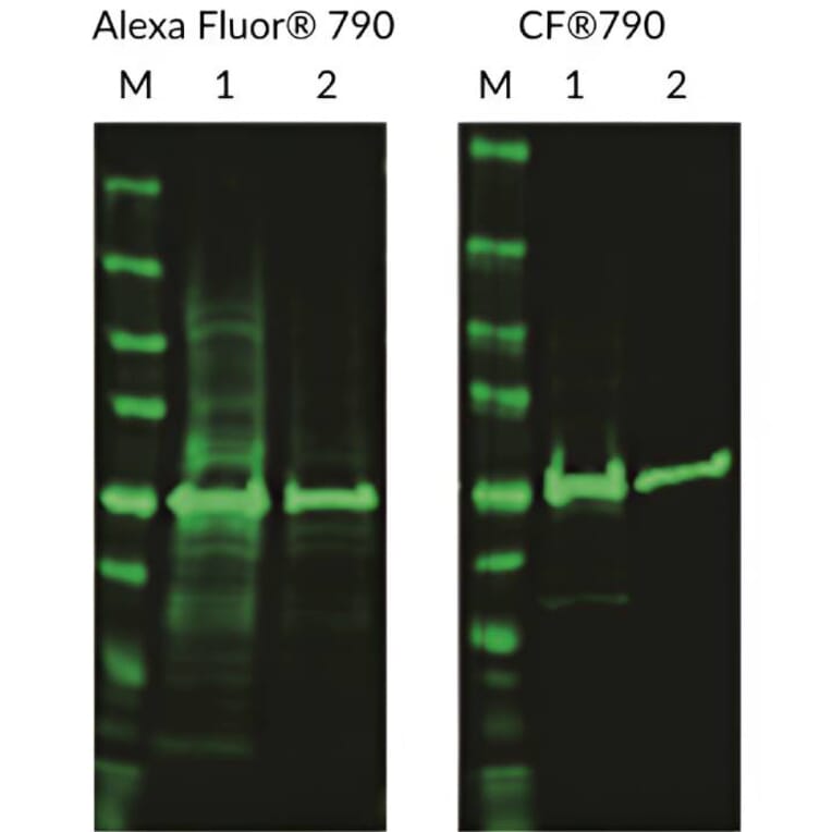 CF®790 - Donkey Anti-Mouse IgG H&L Antibody (CF®790), Cross-Adsorbed (A343848) -Antibodies.com