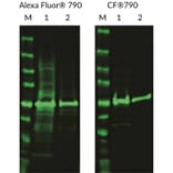 CF®790 - Donkey Anti-Mouse IgG H&L Antibody (CF®790), Cross-Adsorbed (A343848) -Antibodies.com