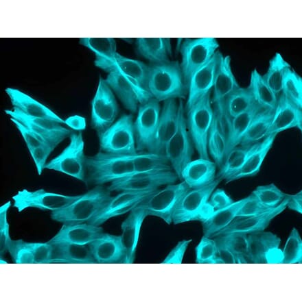 CF®350 - Chicken Anti-Goat IgG H&L Antibody (CF®350) (A343849) -Antibodies.com