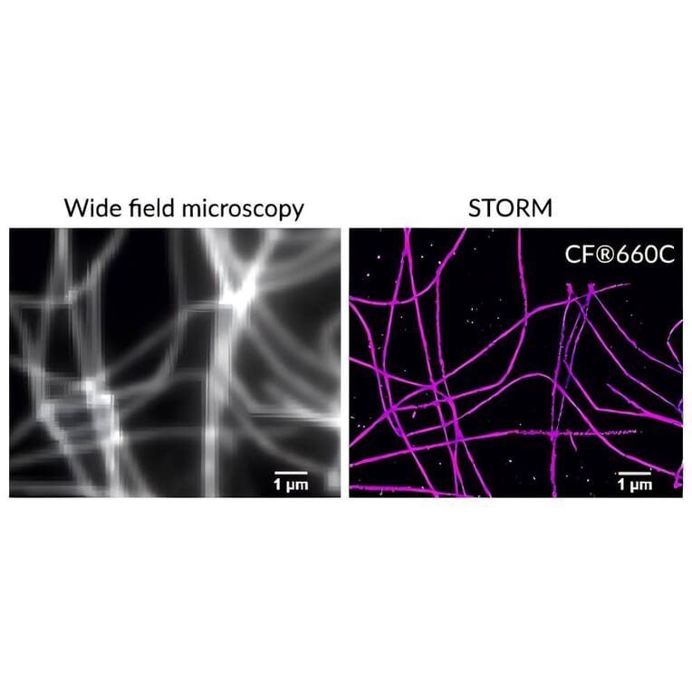 CF®660C - Goat Anti-Chicken IgY H&L Antibody (CF®660C), Cross-Adsorbed (A343856) -Antibodies.com