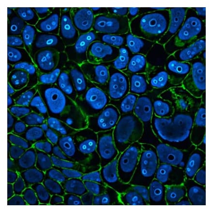 CF®405M - Goat Anti-Rabbit IgG H&L Antibody (CF®405M) - Highly Cross-Adsorbed (A343858) -Antibodies.com