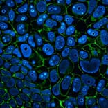 CF®405M - Goat Anti-Rabbit IgG H&L Antibody (CF®405M), Cross-Adsorbed (A343858) -Antibodies.com