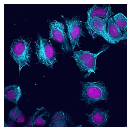 CF®405M - Goat F(ab')2 Anti-Chicken IgY H&L Antibody (CF®405M) - Highly Cross-Adsorbed (A343860) -Antibodies.com