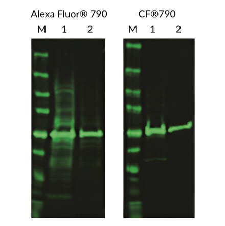 CF®790 - Goat Anti-Mouse IgG H&L Antibody (CF®790) (A343863) -Antibodies.com