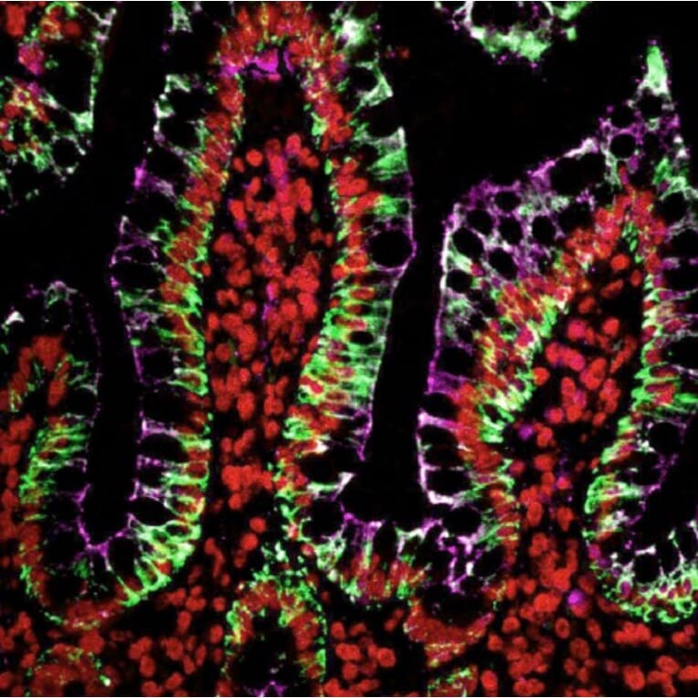 HRP - Goat Anti-Mouse IgG H&L Antibody (HRP) (A343879) -Antibodies.com