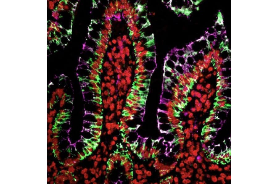 HRP - Goat Anti-Rabbit IgG H&L Antibody (HRP) (A343881) -Antibodies.com