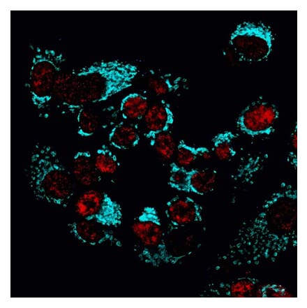 CF®405S - Donkey Anti-Goat IgG Antibody (CF®405S) - Highly Cross-Adsorbed (A343894) -Antibodies.com