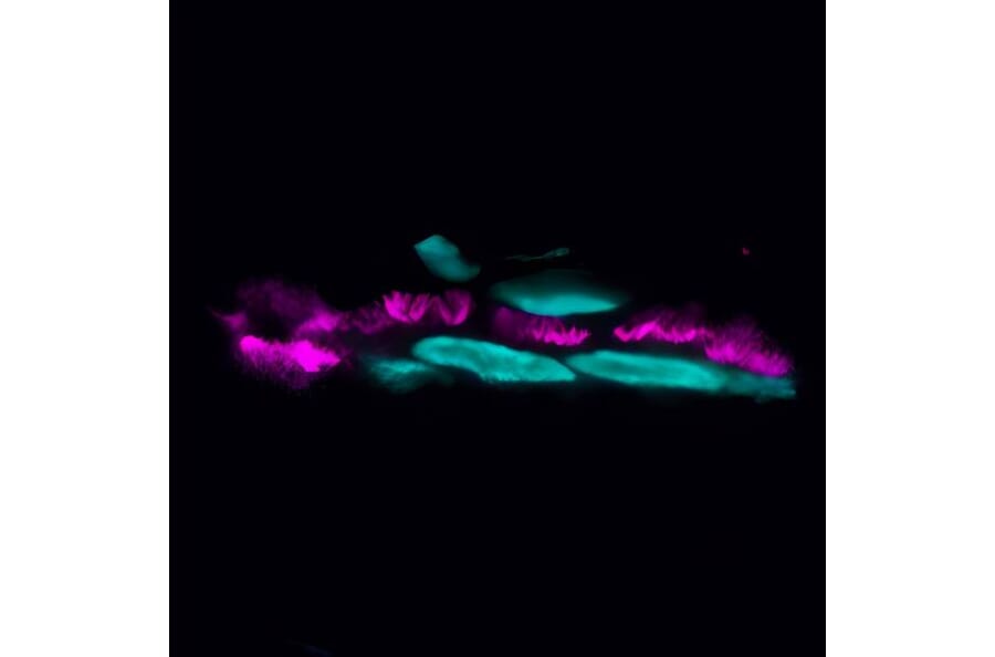 CF®633 - Goat Anti-Human IgA Antibody (CF®633) (A343899) -Antibodies.com