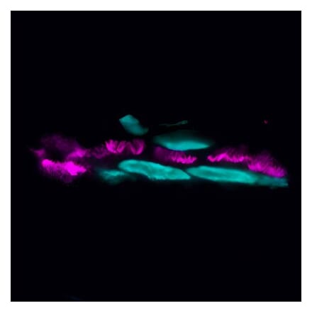 CF®633 - Goat Anti-Human IgA Antibody (CF®633) (A343899) -Antibodies.com