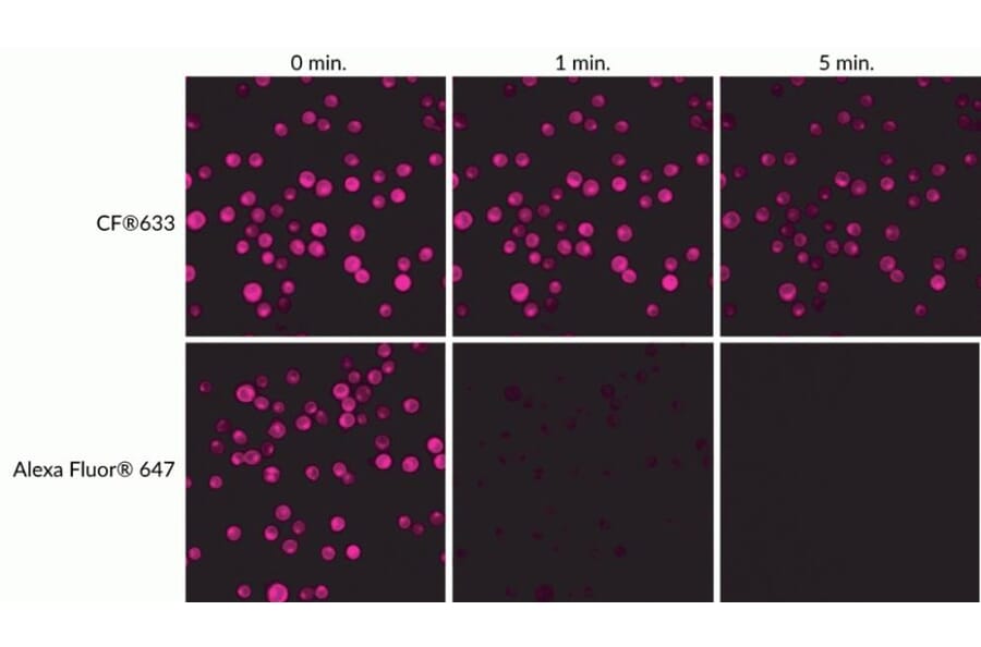 CF®633 - Goat Anti-Human IgA Antibody (CF®633) (A343899) -Antibodies.com