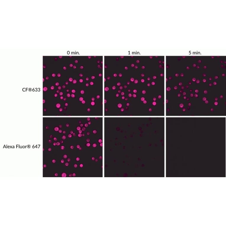 CF®633 - Goat Anti-Human IgA Antibody (CF®633) (A343899) -Antibodies.com
