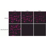 CF®633 - Goat Anti-Human IgA Antibody (CF®633) (A343899) -Antibodies.com