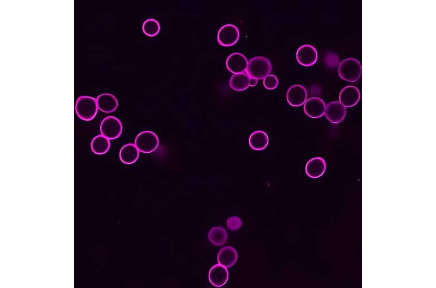 CF®633 - Goat Anti-Human IgA Antibody (CF®633) (A343899) -Antibodies.com