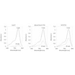 CF®750 - Goat Anti-Mouse IgG Fc Antibody (CF®750), Cross-Adsorbed (A343903) -Antibodies.com