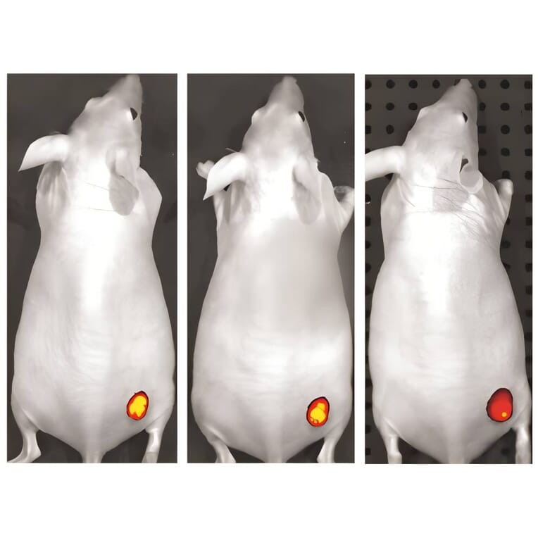 CF®750 - Goat Anti-Mouse IgG Fc Antibody (CF®750), Cross-Adsorbed (A343903) -Antibodies.com