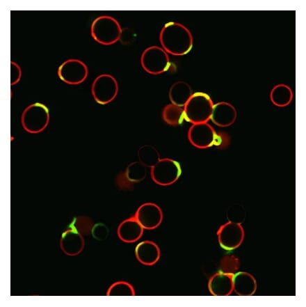 CF®594 - Llama Anti-Rabbit IgG + Rat IgG Antibody (CF®594) (A343911) -Antibodies.com