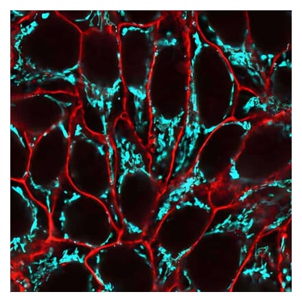 CF®640R - Llama Anti-Rabbit IgG + Rat IgG Antibody (CF®640R) (A343912) -Antibodies.com