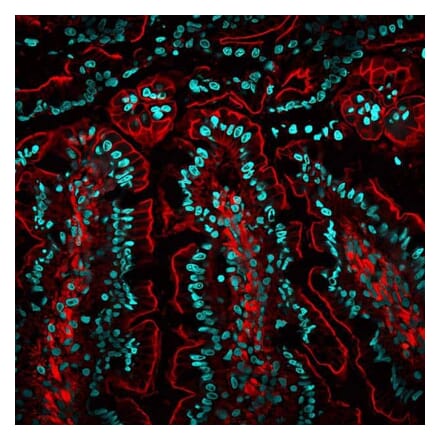 CF®568 - Llama Anti-Mouse IgG Antibody (CF®568) (A343915) -Antibodies.com