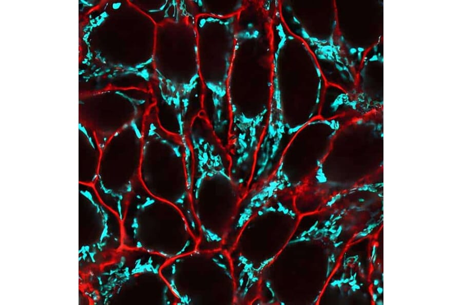 CF®640R - Llama Anti-Mouse IgG H&L Antibody (CF®640R) (A343917) -Antibodies.com
