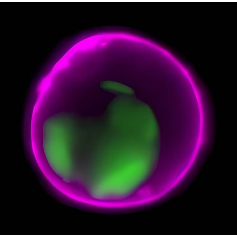 CF®647 - Llama Anti-Mouse IgG H&L Antibody (CF®647) (A343918) -Antibodies.com