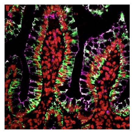 HRP - Goat Anti-Human IgG H&L Antibody (HRP), Cross-Adsorbed (A343930) -Antibodies.com