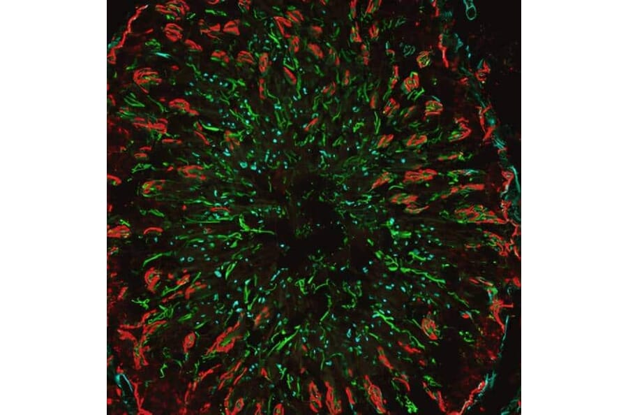 CF®555 - Goat Anti-Mouse IgM Antibody (CF®555) (A343938) -Antibodies.com
