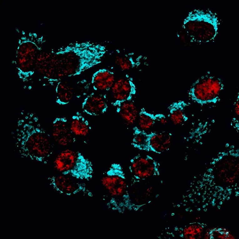 CF®405M - Goat Anti-Guinea Pig IgG H&L Antibody (CF®405M), Cross-Adsorbed (A343939) -Antibodies.com
