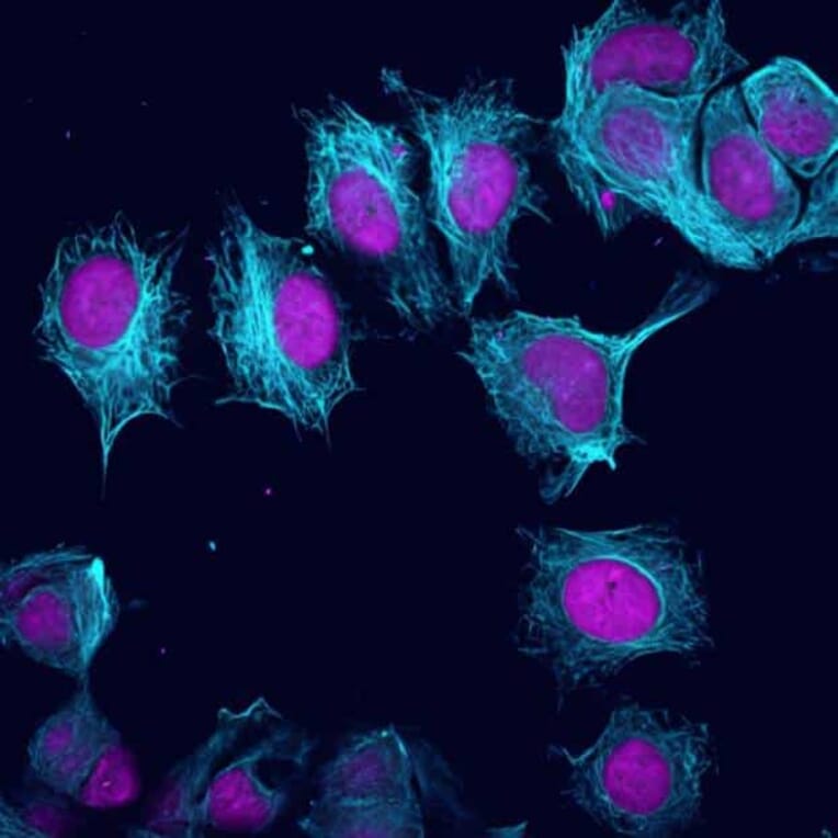 CF®405M - Goat Anti-Guinea Pig IgG H&L Antibody (CF®405M), Cross-Adsorbed (A343939) -Antibodies.com