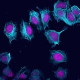CF®405M - Goat Anti-Guinea Pig IgG H&L Antibody (CF®405M), Cross-Adsorbed (A343939) -Antibodies.com