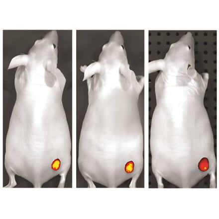 CF®750 - Anti-Biotin Antibody [3D6.6] (CF®750) (A343953) -Antibodies.com