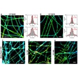 CF®583R - Goat Anti-Mouse IgG H&L Antibody (CF®583R), Cross-Adsorbed (A343955) -Antibodies.com