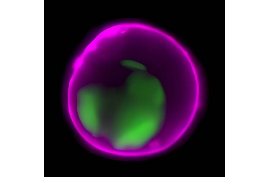 CF®647 - Donkey Anti-Rabbit IgG H&L Antibody (CF®647), Cross-Adsorbed (A343970) -Antibodies.com