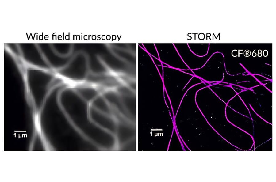 CF®680 - Donkey Anti-Rabbit IgG H&L Antibody (CF®680), Cross-Adsorbed (A343978) -Antibodies.com