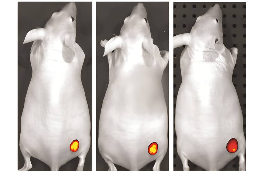 CF®750 - Donkey Anti-Rabbit IgG H&L Antibody (CF®750), Cross-Adsorbed (A343986) -Antibodies.com