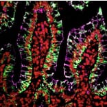 HRP - Chicken Anti-Goat IgG H&L Antibody (HRP) (A343997) -Antibodies.com