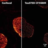 CF®680R - Goat Anti-Mouse IgG2a Antibody (CF®680R), Cross-Adsorbed (A344000) -Antibodies.com