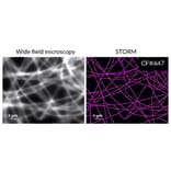 CF®647 - Donkey Anti-Rat IgG H&L Antibody (CF®647), Cross-Adsorbed (A344001) -Antibodies.com