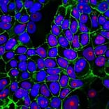 CF®555 - Goat Anti-Llama IgG H&L Antibody (CF®555) (A344005) -Antibodies.com